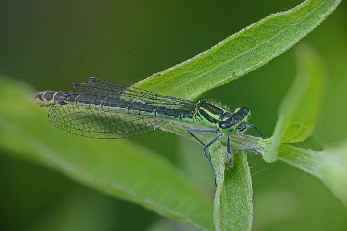 Southern Emerald Damselfly