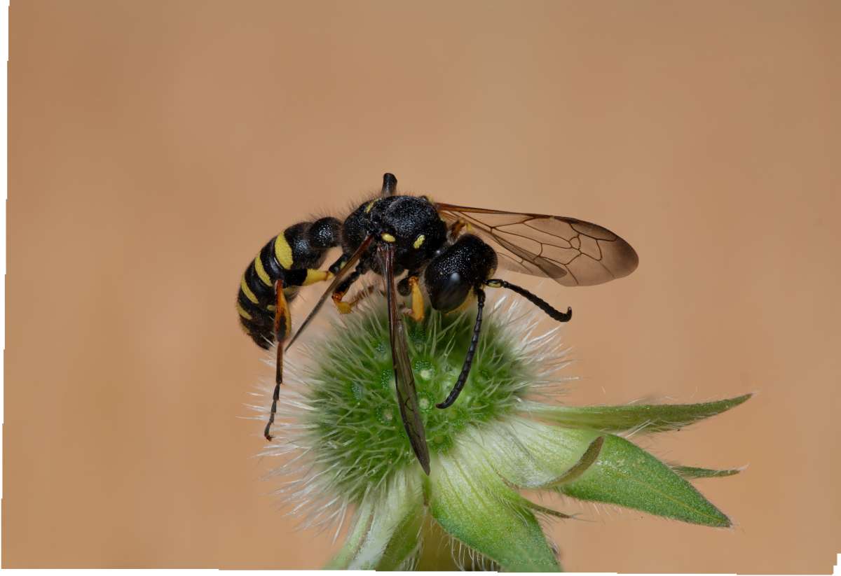 a Sand Tailed Digger Wasp