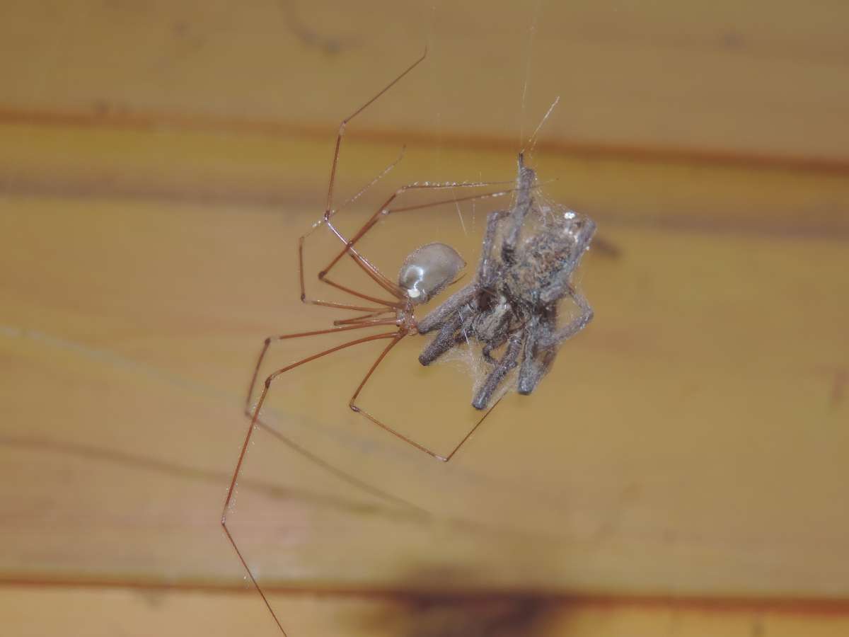 3 Daddy Longlegs eats House Spider (5)