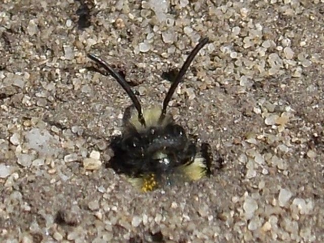 ashy mining bee andrena.jpg