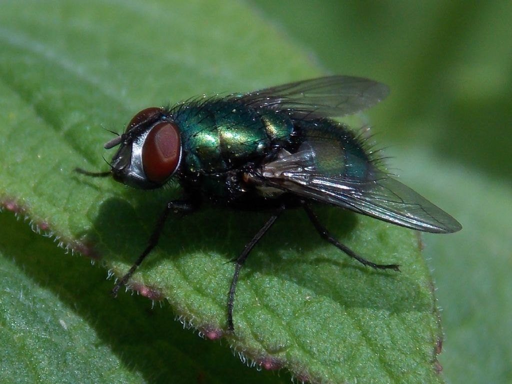 greenbottle crop.jpg