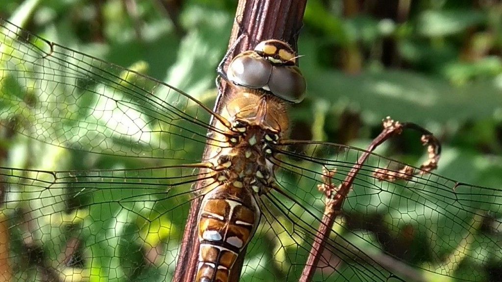 migrant hawker close.jpg