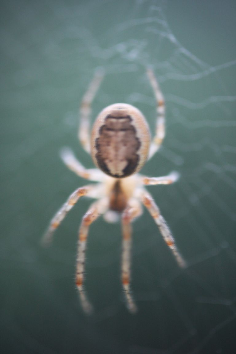 spider on the web.jpg