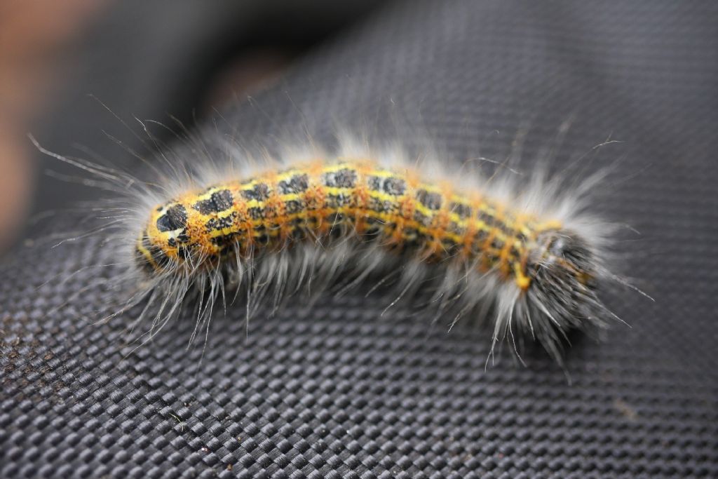 moth caterpillar 1.jpg