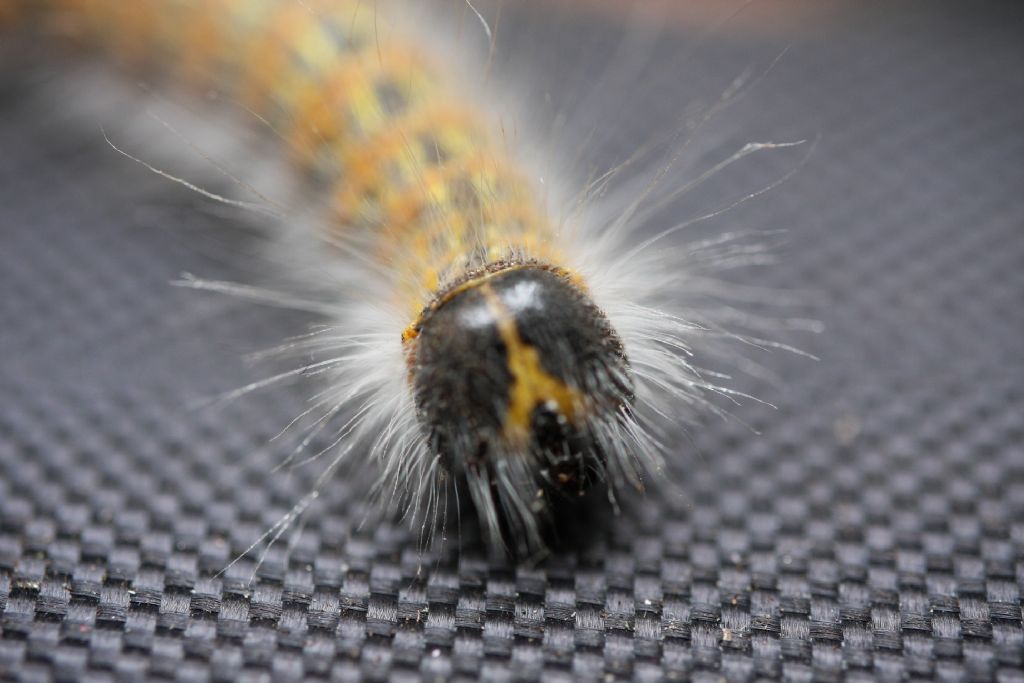 moth caterpillar 2.jpg