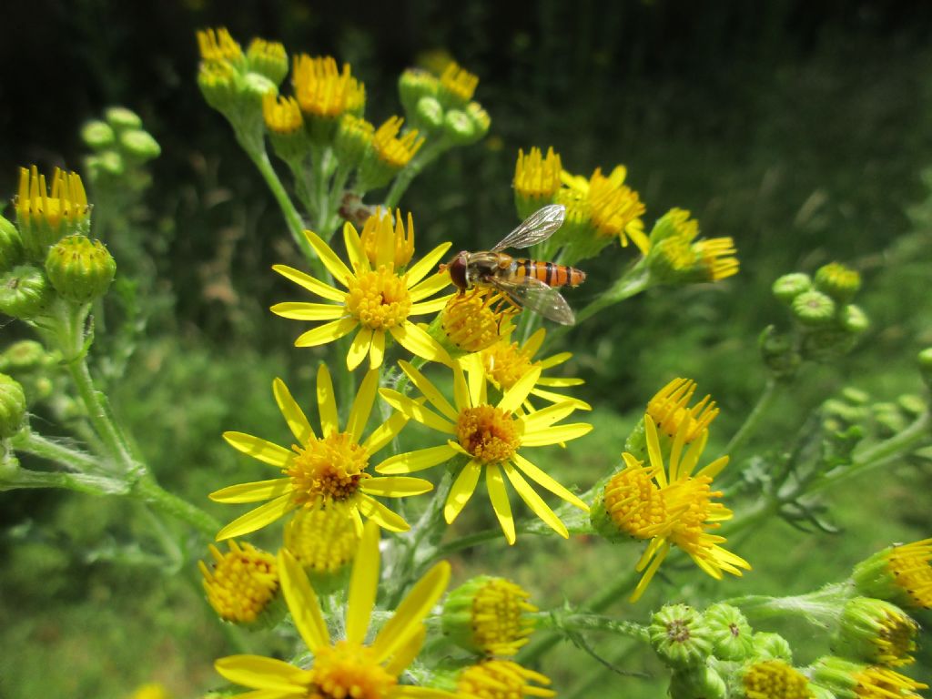 hoverfly.jpg