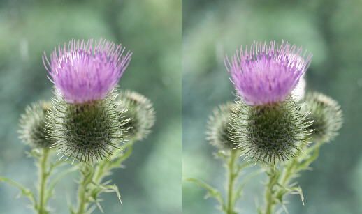 thistle#1.jpg