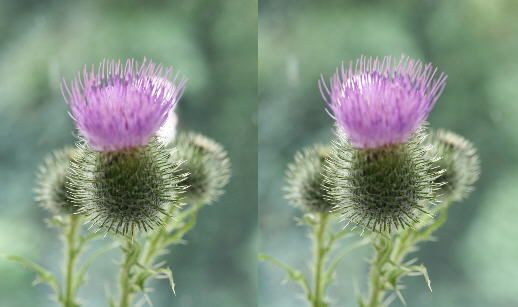 thistle#2.jpg