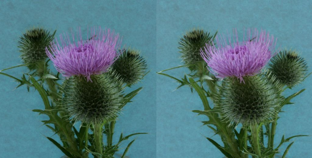 thistle#3.jpg