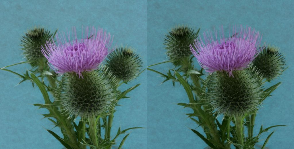 thistle#4.jpg