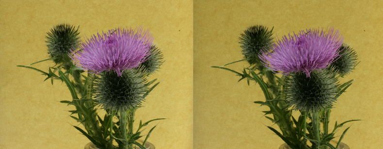 thistle#5.jpg