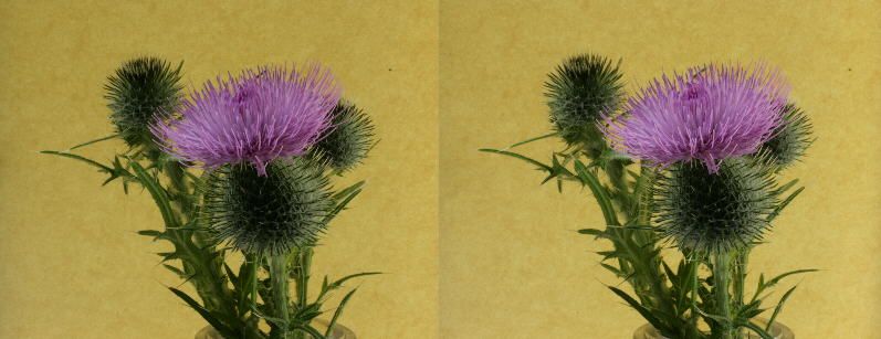 thistle#6.jpg