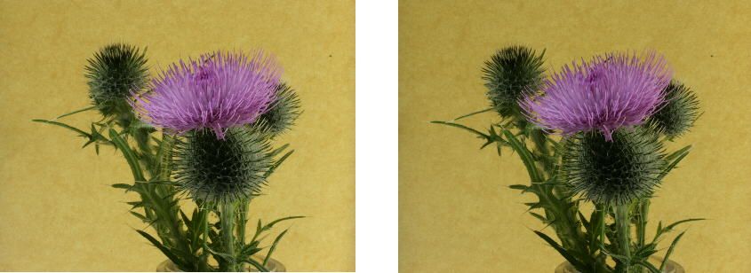 thistle#7.jpg