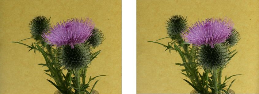 thistle#8.jpg