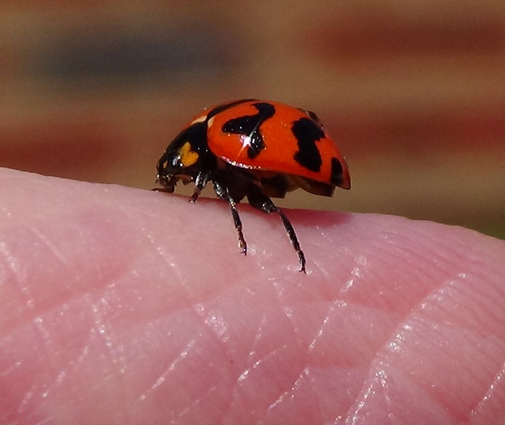 dsc00269---ladybird.jpg