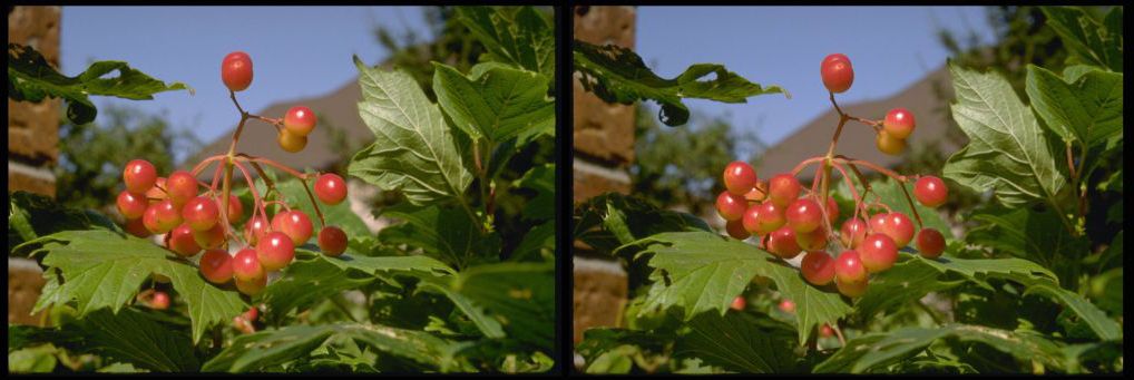 865479---bandersnatch---berries.jpg