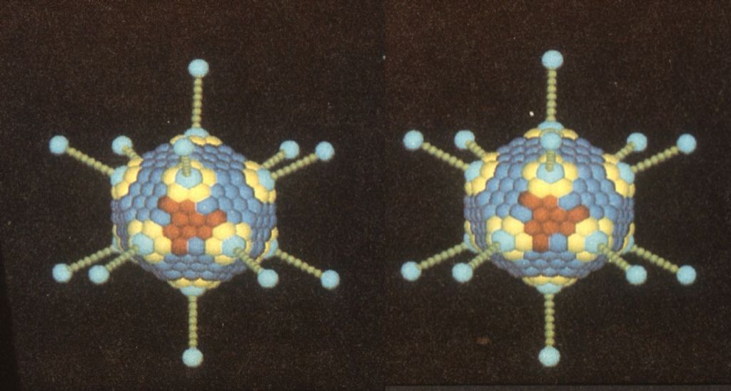 cv19 - 3d pair.jpg