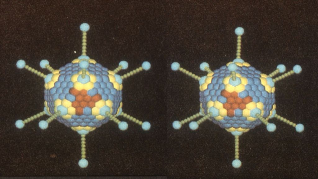 cv19 - 3d pair for parallel viewing.jpg