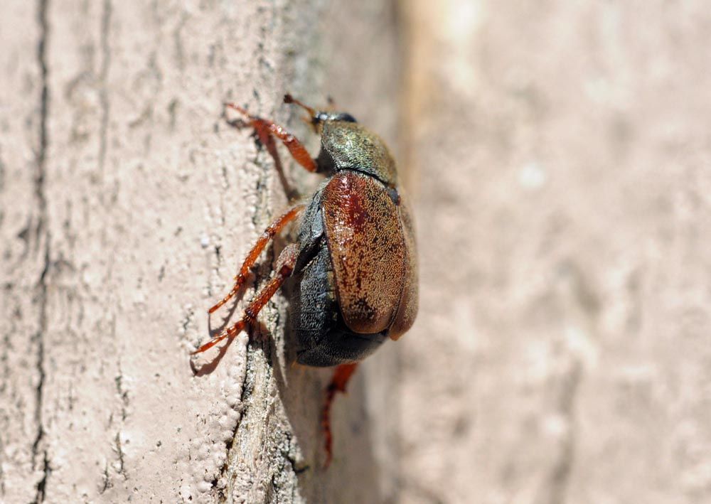 garden chafer.jpg