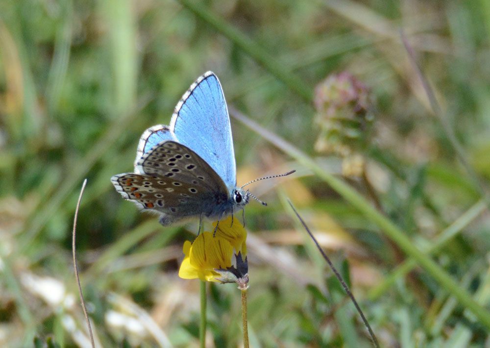 adonis blue.jpg