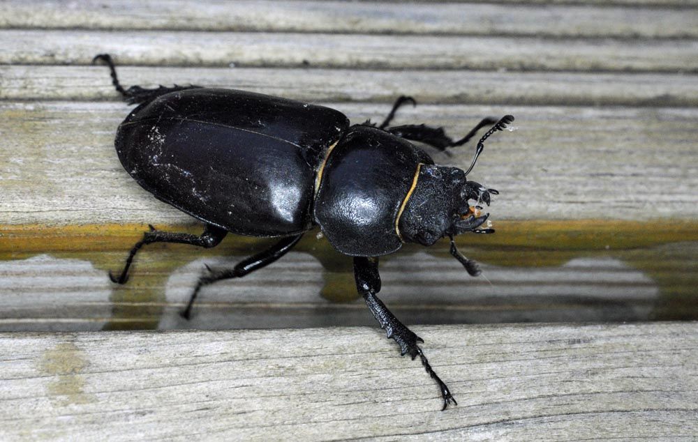 stag beetle.jpg