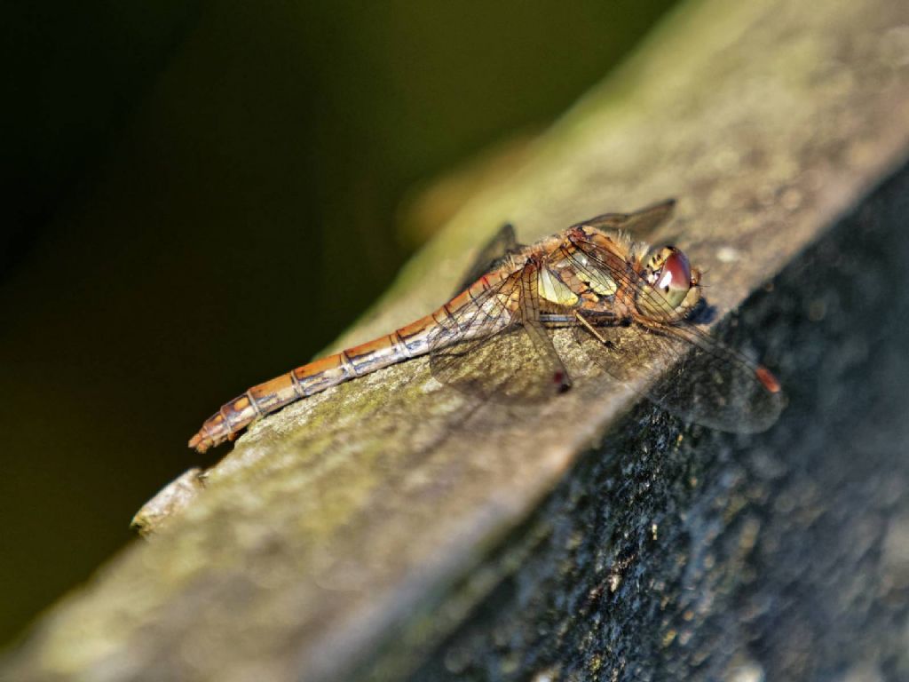 p8241420_dxo-1 common darter.jpg