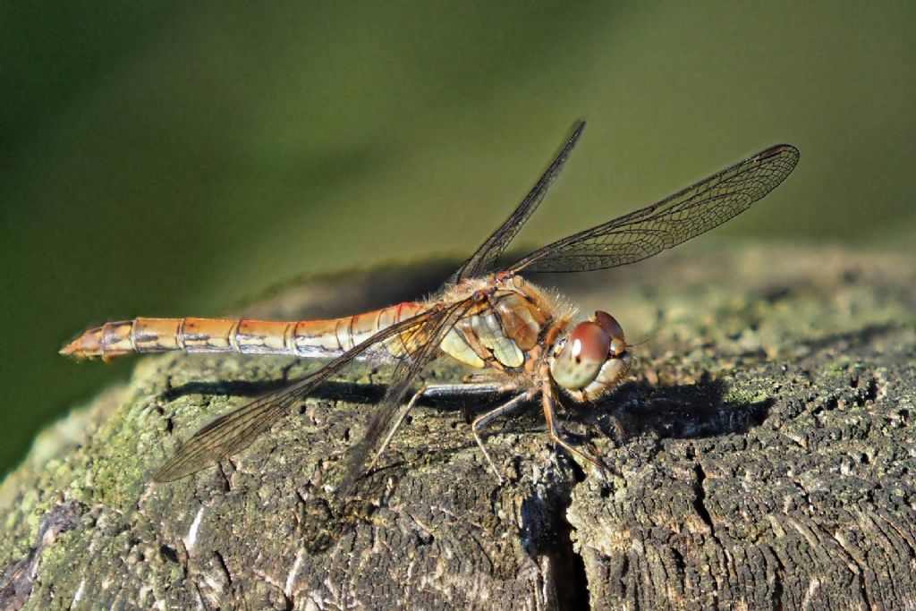 p8241500_dxo-1 common darter stacked.jpg